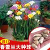 Bulbos de Alyssum Importados, Fresias de Doble Floración, Florecen en Todas las Estaciones y Son Buenas para Alimentar Florales Ornamentales, Florales en Maceta y Semillas de Plantas
