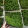 Musgo Verde Briofitas Orquídea Fresca Cobertura Superior Paisajismo de Bonsái Plantas en Maceta Decoración de Rocalla para Tortugas Musgo Blanco Pelo Envío Gratis