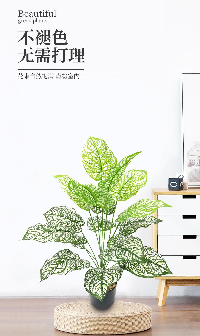 绿萝_03.jpg