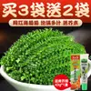 Uvas de Mar para Niños, Uvas de Mar Verdes Frescas, Uvas de Mar Saladas, Tienda Oficial Principal, Uvas de Mar con Perlas Saladas