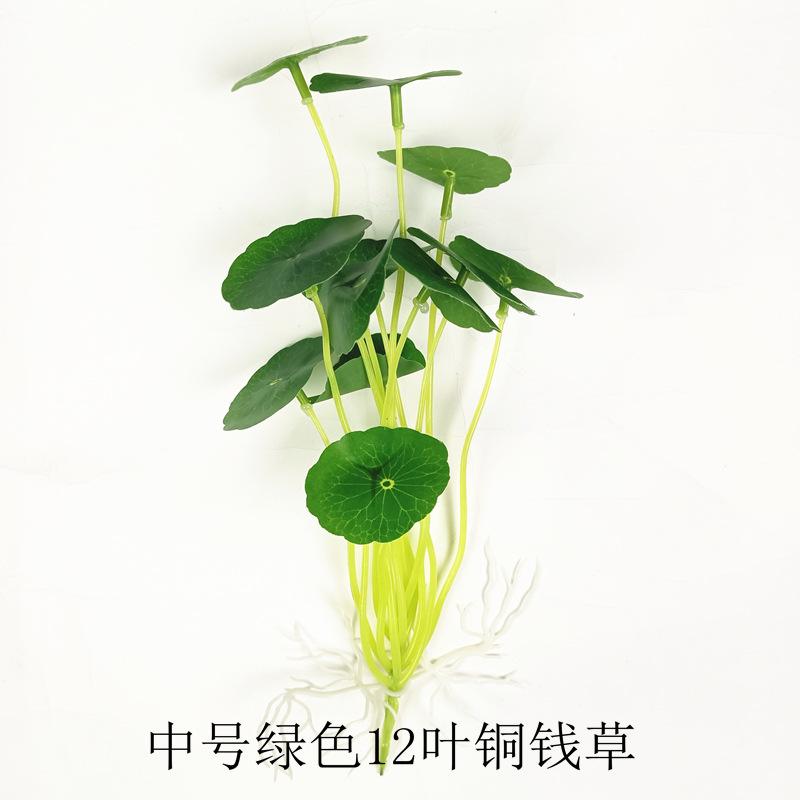 2023.4.6下午【中号绿色12叶铜钱草】.jpg
