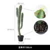 Planta Verde de Cactus Simulada en Maceta Planta Suculenta Tropical Combinación de Paisaje de Cactus Ventana de B&B Café