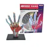 Modelo de Anatomia Muscular da Mão Humana 4D Master Brinquedo Educacional de Montagem Transfronteiriço Ensino de Ciências Biológicas
