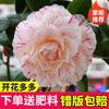 Dropshipping Plántulas de Camelia Xiangfei Plantas de Camelia en Maceta Florecen en Todas las Estaciones y Son Buenas para Alimentar Interiores Sala de Estar Balcón Exterior