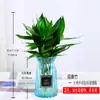 Bambú Guanyin, Bambú Atractor de Fortuna, Flor de Raíz Hidropónica, Planta Verde Atractora de Riqueza, Cesta de Potos, Planta en Maceta Fácil de Cuidar para Uso en Oficina