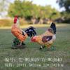 Adornos de resina de gallo de simulación directos de fábrica para jardín al aire libre, patio, jardín, granja, decoraciones artesanales.