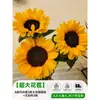 Flores Que Florescem por Muito Tempo e São Fáceis de Cultivar, Lírios, Sino dos Ventos, Flores de Corte Frescas, Plantas Hidropônicas de Cabelo Reto de Yunnan, Rosas, Arranjos de Flores de Interior