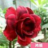 Rosa del Desierto Maceta Interior Sala de Estar Tocón Viejo Florece Todo el Año, Flores Resistentes a la Sequía y Fáciles de Mantener, Plantas Suculentas, Plantas Verdes de Pétalos Dobles