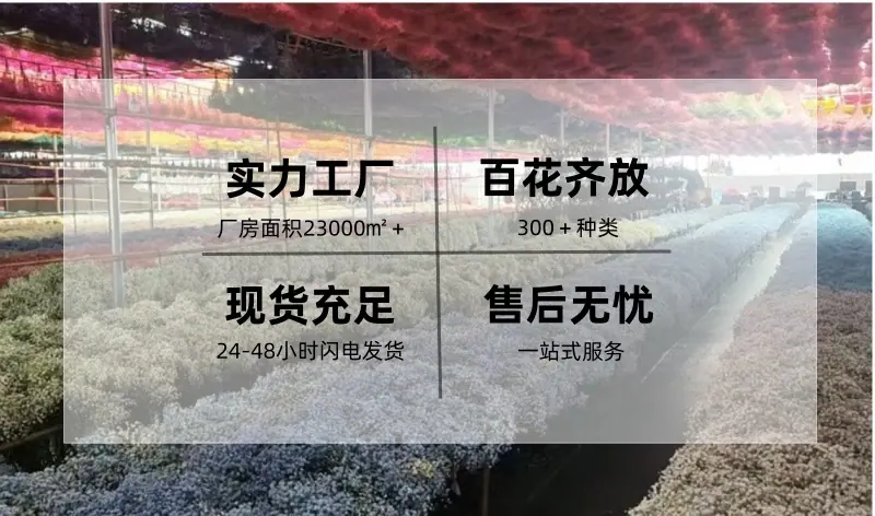 未命名_副本_副本