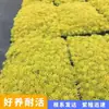 La Hierba Buda Dorada es una planta que se puede disfrutar por su follaje durante todo el año, adecuada para macetas, rocallas de jardín y techos verdes, ofreciendo aislamiento térmico y resistencia tanto al calor como al frío.