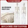 Modelo de Esqueleto Humano de 85 cm Esqueleto de 170 cm Esqueleto Humano Adulto Grande Esqueleto Blanco Especimen Modelo de Enseñanza con Columna Vertebral Completa