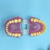 Modelo Dental de Enseñanza Oral para que los Estudiantes Practiquen la Extracción de Dientes, Boca Completa con Dientes Desmontables, Encías Suaves, 28 Dientes, Accesorios de Color Único y Doble