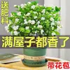 Planta de Jazmín en Maceta Florece en Todas las Estaciones, Plántulas de Jazmín Especialmente Aromáticas con Capullos, Plantas con Flores, Florales de Interior, Fácil de Cultivar