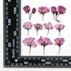 Flor de cerejeira lado pressionado flores secas em relevo marcador photo frame planta espécime pétala maquiagem flor real vela de seda ventilador material de flor pressionada