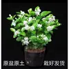 Planta de Jazmín en Maceta Florece en Todas las Estaciones, Plántulas de Jazmín Especialmente Aromáticas con Capullos, Plantas con Flores, Florales de Interior, Fácil de Cultivar
