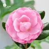 Planta en Maceta de Brote de Camelia con Capullos, Flor Roja Fragante de Cinco Colores, Planta de Flor Fácil de Cultivar para Interiores, Balcón, Patio, para Todas las Estaciones