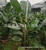 Interior de Sala de Estar com Expositores, Aves-do-Paraíso em Vasos Verdes, Plantas e Florais, Strelitzia Reginae