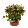 Pedra Vulcânica Plantas Aquáticas Plantas Hidropônicas Paisagismo de Aquário Plantas Aquáticas Salgueiro-d'água Grama-centopeia Crisântemo Verde Plantas Aquáticas Tolerantes à Sombra Plantas Reais Atacado
