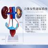 Modelo del sistema genitourinario masculino y femenino, anatomía renal, estructura de la vejiga y el uréter, enseñanza tridimensional.
