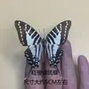Venta Directa al Por Mayor de Fábrica de Especímenes Reales de Mariposas con Alas Extendidas, Diversos Insectos y Escarabajos, Accesorios para Fotos, Educación Científica, Especímenes Naturales