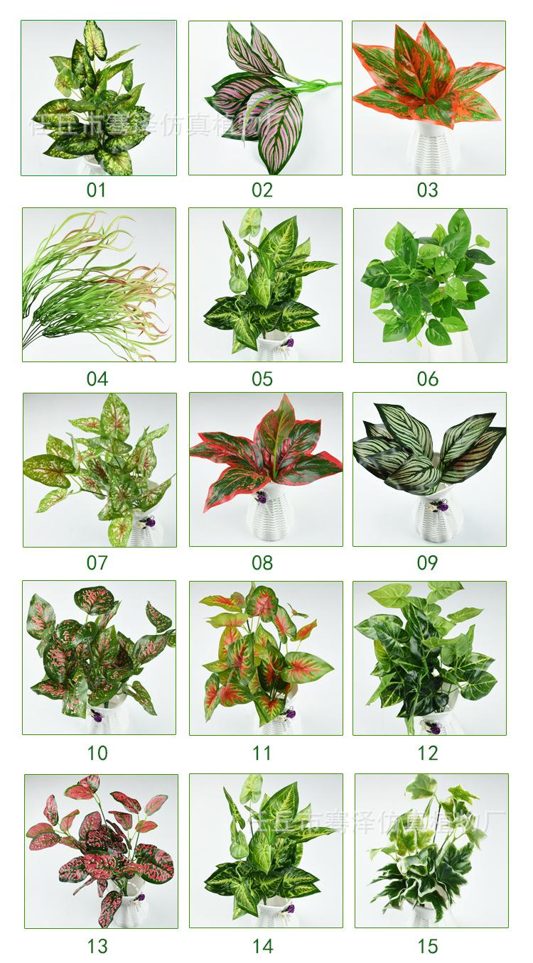 小植物新上_01