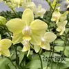 Planta de Phalaenopsis en Maceta con Vara Floral y Capullo Floral Flor Otoño e Invierno Orquídea para Sala de Estar Plántula Grande Planta de Interior Fácil de Mantener en Todas las Estaciones