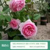 Rosa de Cabello Recto de Yunnan Enredadera para Muro Rosa Flor Extra Grande Plántulas Fragancia Fuerte Florece en Todas las Estaciones Plantas para Patio Casa Balcón