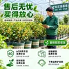 Plántula de Osmanthus en Maceta Osmanthus Dorado Osmanthus de Cuatro Estaciones Tipo Flores de Fragancia Rica Interior Exterior Patio Balcón Siembra en Suelo Fácil de Cultivar Plantas Verdes