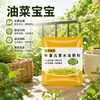 Colza Bebé Aumentar Rendimiento de Aceite Alto Rendimiento Granos Completos Aumentar Producción Tesoro Promover Flores Fertilizante Especial Soluble en Agua