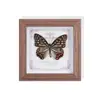 Especimen de Mariposa Real, Insecto Animal, Planta Rara, Mariposa Cola de Golondrina de Banda Verde, Pintura Decorativa para Sala de Estar, Dormitorio, Estudio