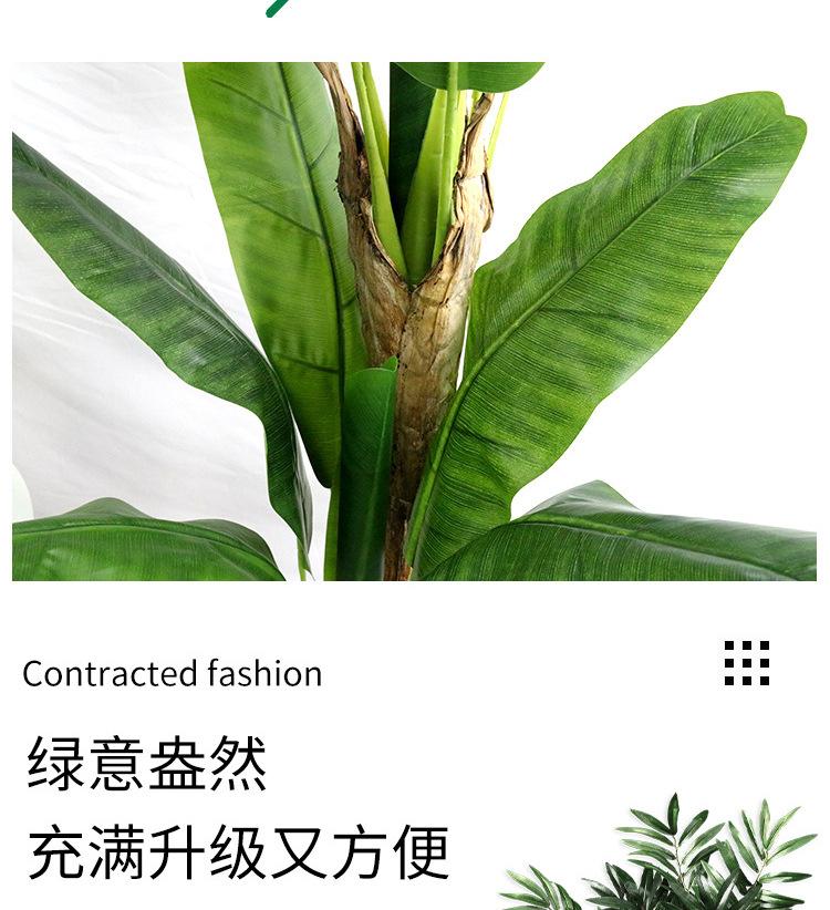 芭蕉树详情_03.jpg