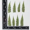 Folhas de Samambaia, Espécimes de Plantas, Flores Secas, Flores Prensadas, Capas de Celular, Marcadores de Página, Folhas Reais, Adesivos de Flores Reais, Flores Secas Puras Naturais