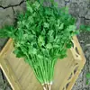 Semillas de Cilantro, Semillas de Cilantro de Hoja Grande de Crecimiento Rápido, Semillas de Verduras Fáciles de Cultivar para Todas las Estaciones, Productos Antiguos Hechos en Granja, Semillas de Colza para Huerto en Balcón