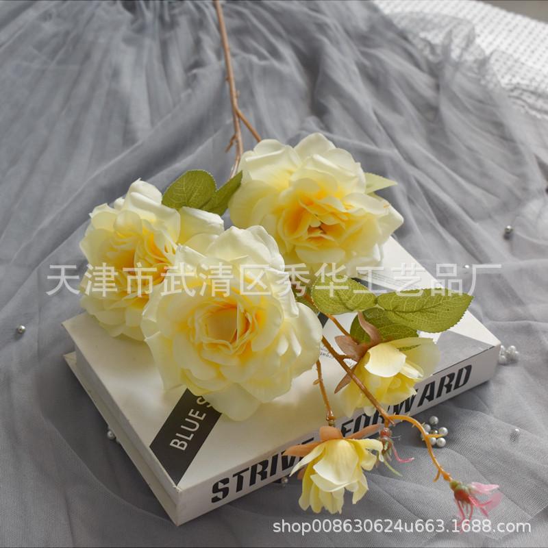 茶花黄香槟