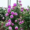 Rosas Trepadoras de 1.5 m con Aroma Fuerte, Plantas Trepadoras para el Jardín, Rosas en Maceta de Floración Multitemporada que Florecen Todo el Año
