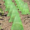 Campana Cuadrada para Proteger Plantas de Aves, Heladas y Caracoles, Cubierta para Plántulas de Jardinería al por Mayor, Verde