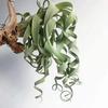 Piña de Aire Planta sin Tierra para Personas Mayores, Hierba de Aire Piña Planta Verde Creativa de Cuatro Estaciones Perenne Colgante de Interior
