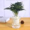 Plantas de Espárragos en Maceta Plantas Verdes de Interior para Oficina Plántulas Bonsái Bambú Nube Enano Tangshan Flor de Viento Maceta Plantas Pequeñas en Maceta