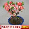 Flor Begônia para Dropshipping Vaso Muda Tronco Velho Planta de Floração Quatro Estações Flor de Interior Pátio Varanda Verde Precioso