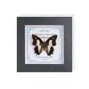 Marco de Vidrio Moderno Sencillo para Espécimenes de Mariposa Sala de Estar Regalo Pintura Decorativa Marco de Espécimen