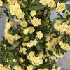 Plántulas de Rosas Amarillas Fragantes, Plantas Trepadoras con Fuerte Fragancia, Flores de Rosas Rojas Fragantes, Patio Trepadora Rosa Blanca Fragante Plántulas Grandes
