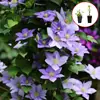 Planta trepadora Clematis Patio Resistente al frío Planta verde Flor Maceta Plántula Utopia Moneda de Plata Balcón Floreciendo Caliente en Todas las Estaciones