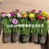 Plántulas de Girasol de Doble Pétalo Inmortales con Raíces y Brotes Enviadas en Maceta Florales Balcón Plantas Verdes Florecientes