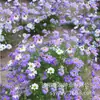 180 Variedades de Sementes de Flores Não Repetitivas, Fáceis de Cultivar em Todas as Estações, Podem Afastar Mosquitos, Adequadas para Varandas Internas e Externas, Distribuição Transfronteiriça