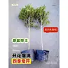 Plántula de Osmanthus en Maceta Osmanthus de Cuatro Estaciones Osmanthus Dorado Planta de Interior de Aroma Fuerte Patio Árbol Grande Dorado Maceta Flor Plantación en Suelo