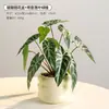 Flores de Hortensia Artificiales, Plantas Falsas, Macetas de Cerámica, Plantas en Maceta para Decoración de Sala de Estar y Aparador, Plantas de Flores Secas