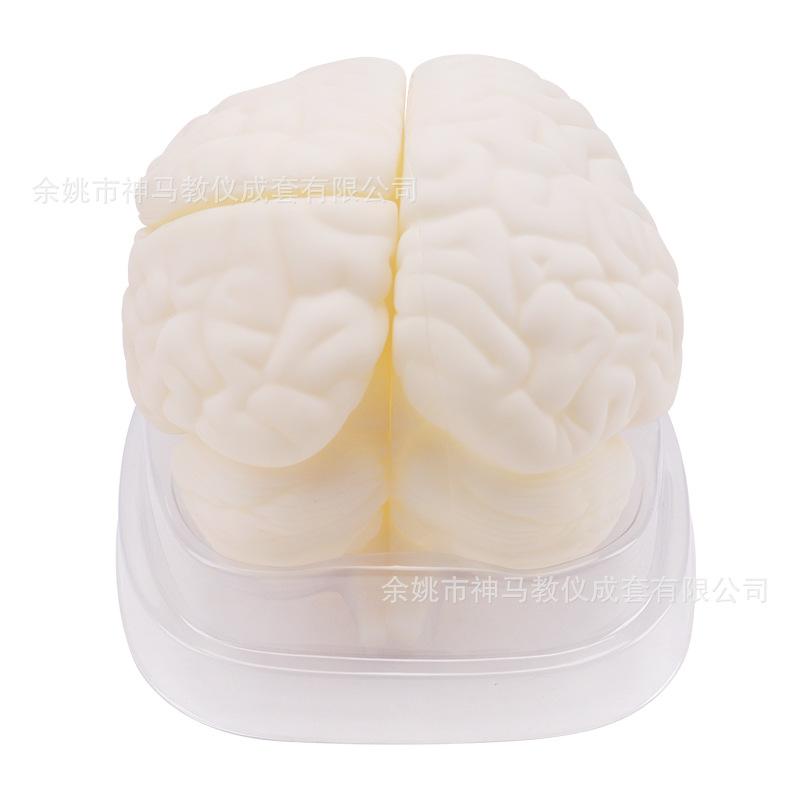 脑解剖模型-7