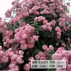 Rosa Flor em Vaso Suco de Rosa Rosa de Varanda com Botões Flores Grandes Perfumada Varanda Interior Florindo o Ano Todo