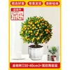 Plántulas de Árbol de Kumquat, Plantas en Maceta, Comestible con Piel Crujiente, Naranjas de Cuatro Estaciones, Flores de Interior y Plantas Verdes para la Sala de Estar, Enviado con Fruta