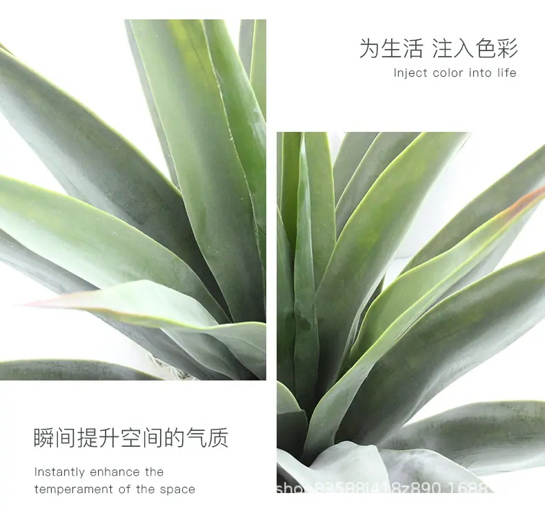 23叶粗杆剑麻_18.jpg